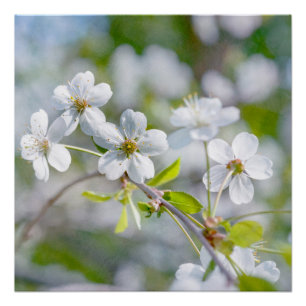 White Cherry Flower Poster