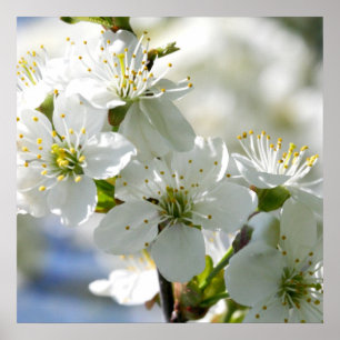 White Cherry Tree Blossoms Poster