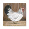 White Chicken Magnet