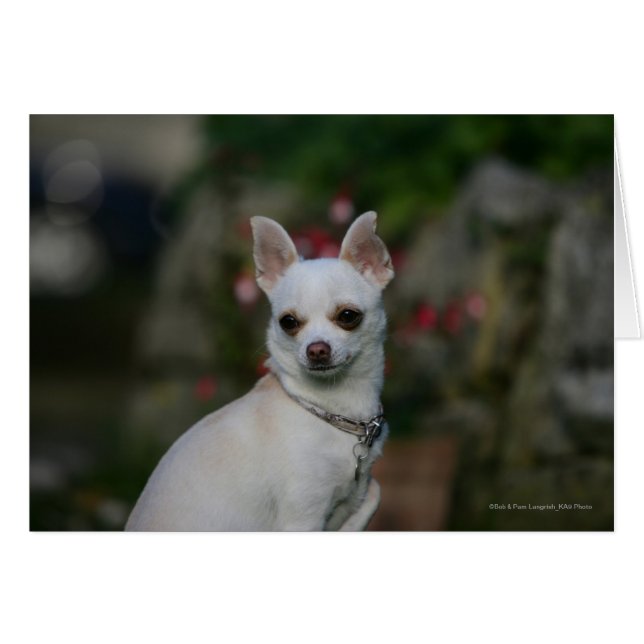 White Chihuahua (Front Horizontal)