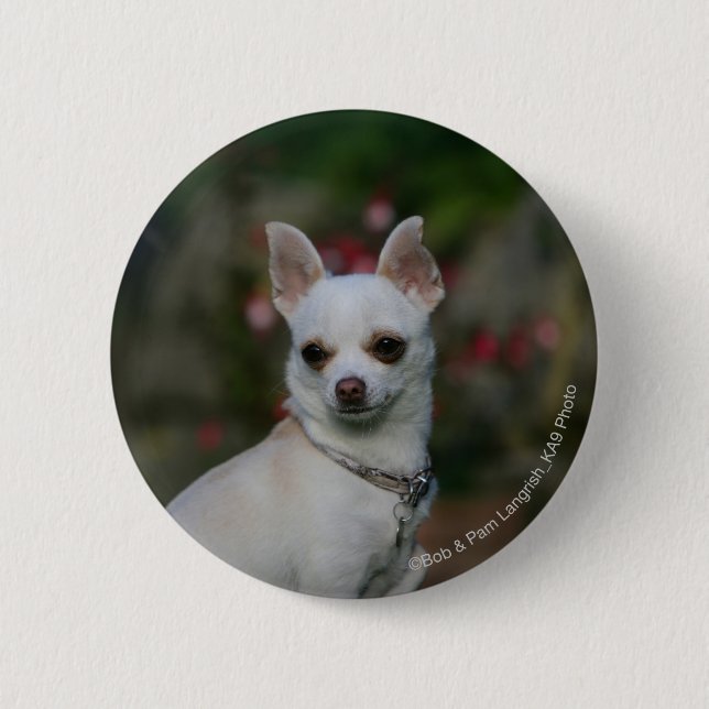 White Chihuahua 2 Inch Round Button (Front)