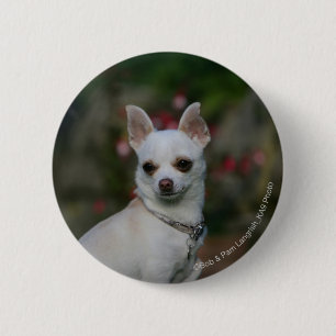White Chihuahua 2 Inch Round Button