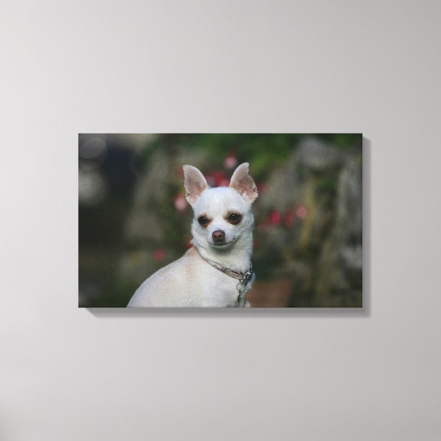White Chihuahua Canvas Print (Front)
