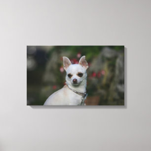 White Chihuahua Canvas Print