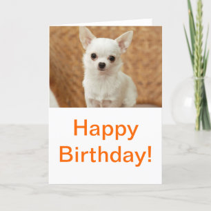 White Chihuahua Card