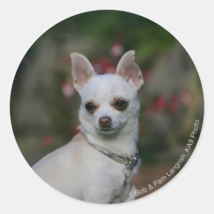 White Chihuahua Classic Round Sticker
