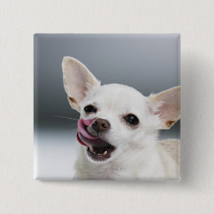 White Chihuahua licking lips 2 Inch Square Button