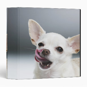 White Chihuahua licking lips Binder