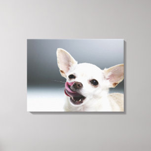 White Chihuahua licking lips Canvas Print
