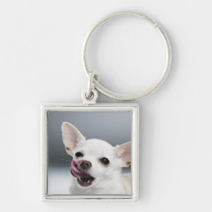 White Chihuahua licking lips Keychain