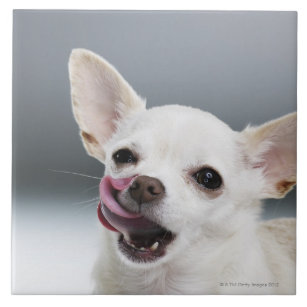 White Chihuahua licking lips Tile