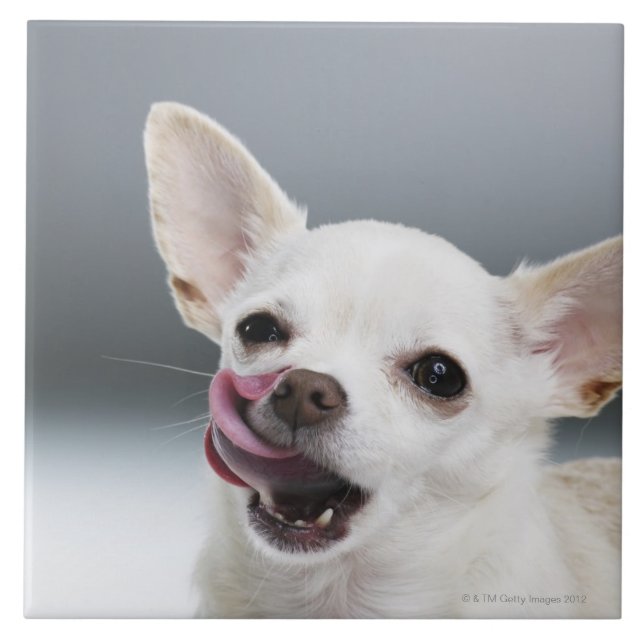 White Chihuahua licking lips Tile (Front)
