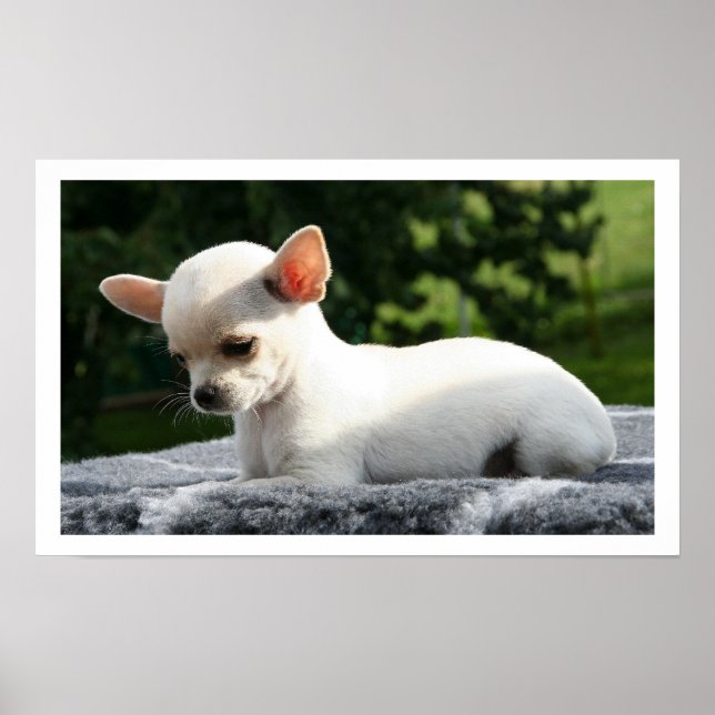 White Chihuahua Lying in Sun Poster (Front)