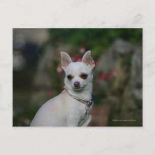 White Chihuahua Postcard
