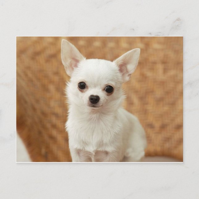 White Chihuahua Postcard (Front)