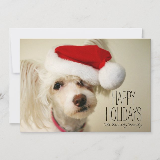 White chinese crested powderpuff dog holiday card (Front)