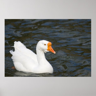White Chinese Goose Poster