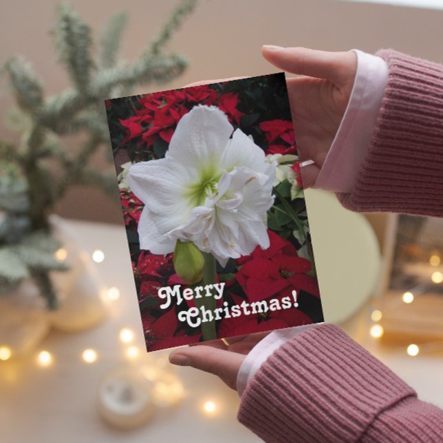 White Christmas Amaryllis Bloom Floral Holiday Card (In Situ)
