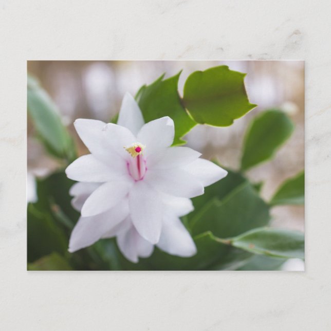 White Christmas cactus Schlumbergera Pot Flowers Holiday Postcard (Front)