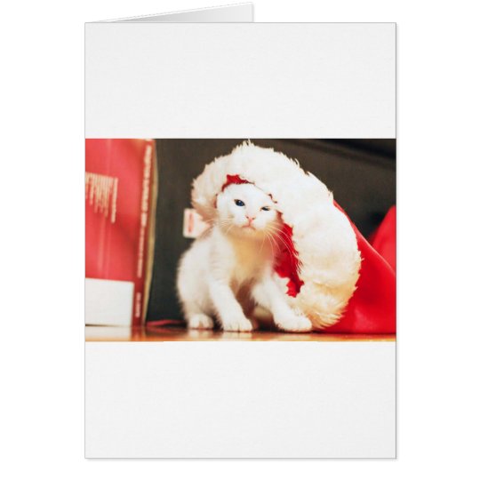 White Christmas Cat Card