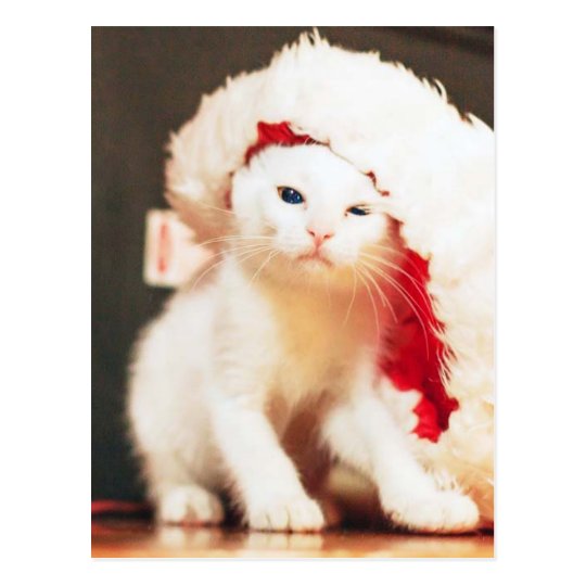 White Christmas Cat Postcard