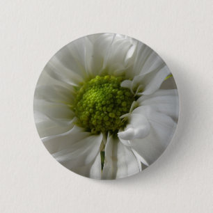 White Chrysanthemum Button