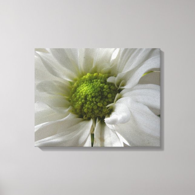 White Chrysanthemum Canvas Print (Front)