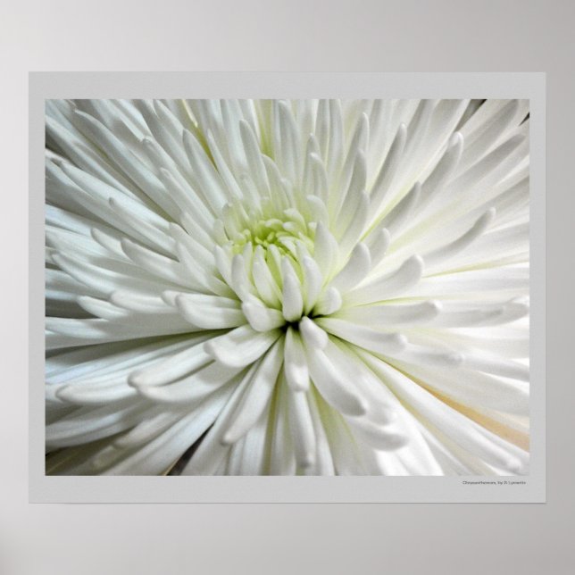 White Chrysanthemum Flower Mums Flowers Photo Poster (Front)