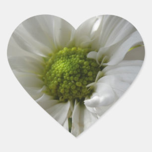 White Chrysanthemum Heart Sticker
