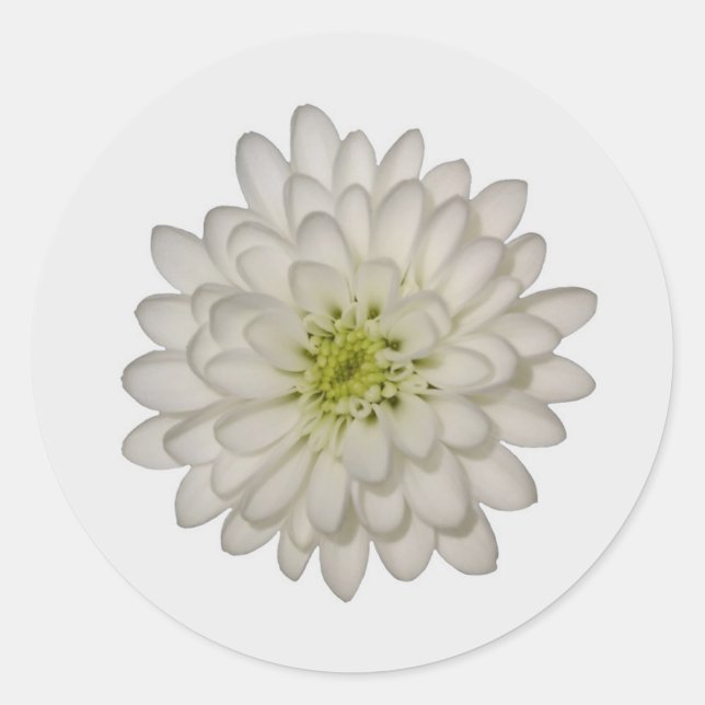 White Chrysanthemum Stickers (Front)