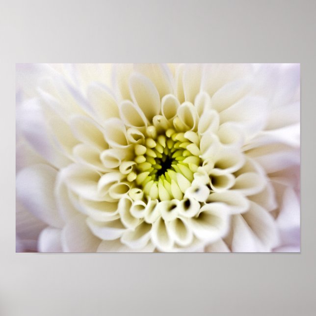 White Chyrsanthemum flower Poster (Front)