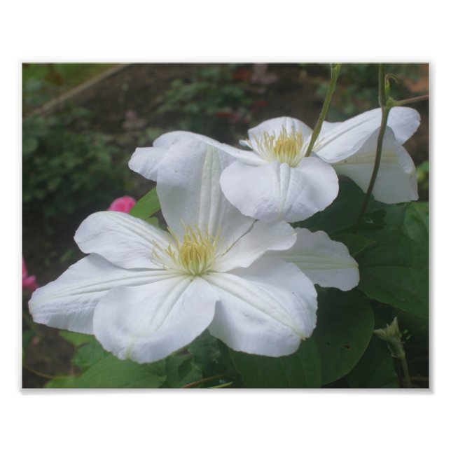 White Clematis Flower Pair 8x10 Photo Print (Front)