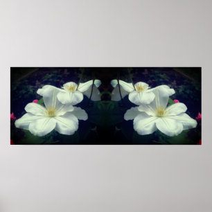White Clematis Flowers Mirror Abstract Poster