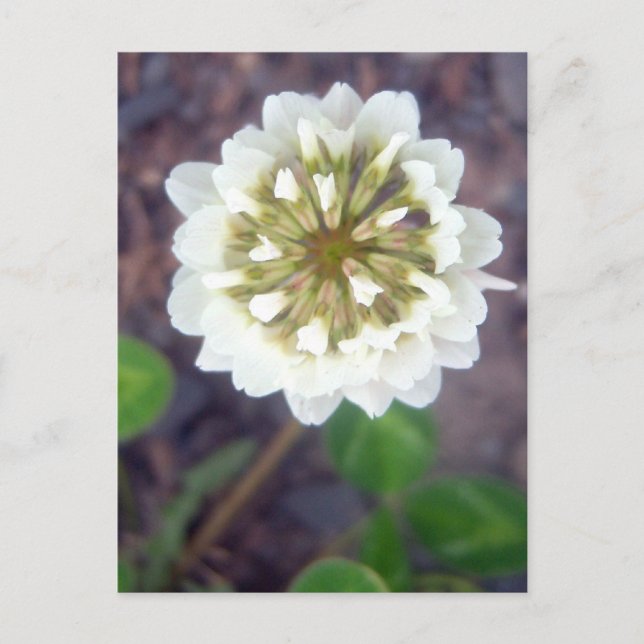 White Clover Blossom 1 Postcard (Front)