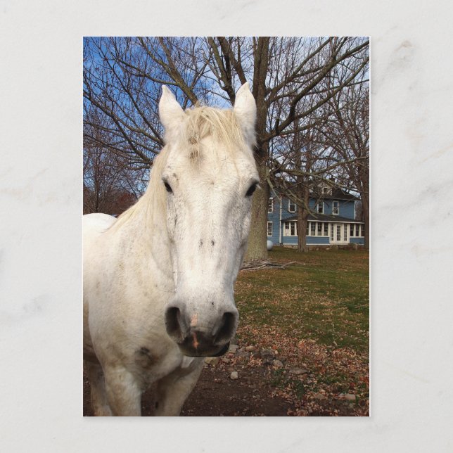 White  Clydesdale Postcard (Front)
