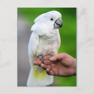 White Cockatoo Bird Postcard