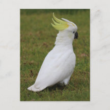 White Cockatoo