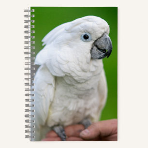 White cockatoo, umbrella parrot, parrot notebook