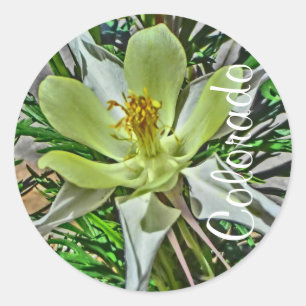 White Columbine Colorado sticker