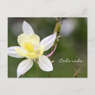 White Columbine Postcard