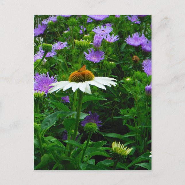 White Cone flower, purple flowers and moth Postcard (Front)