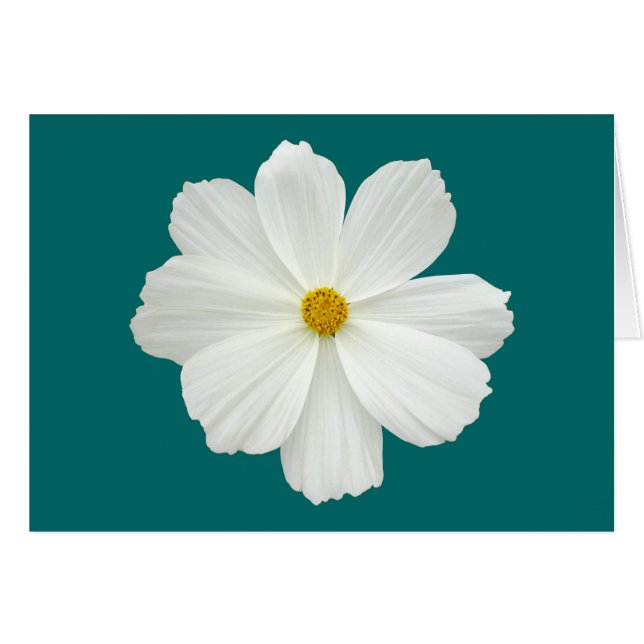 White Cosmos Flower (Front Horizontal)