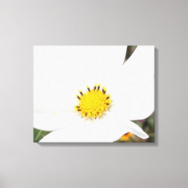 White Cosmos Flower Photo Floral Closeup Canvas Print (Front)