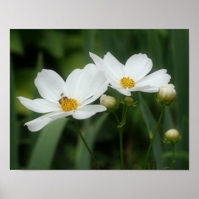 White Cosmos Flowers And Bee  Poster (Front)