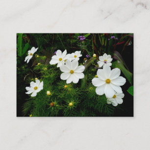 White Cosmos Flowers, Mini Photo Business Card