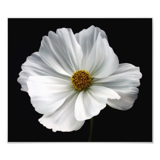 White Cosmos Photo Print (Front)