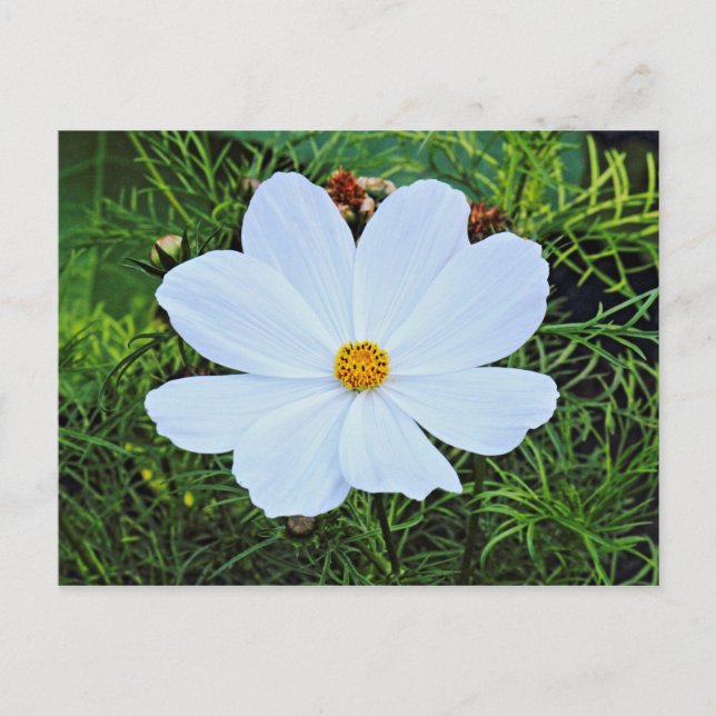 White Cosmos Postcard (Front)