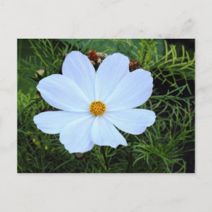 White Cosmos Postcard