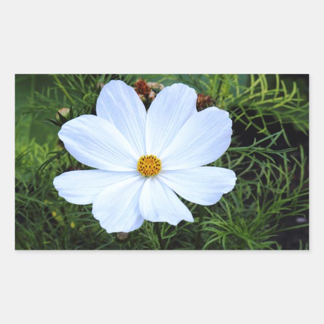 White Cosmos Sticker (Front)
