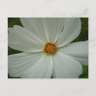 White Cosmos Summer Wildflower Floral Postcard